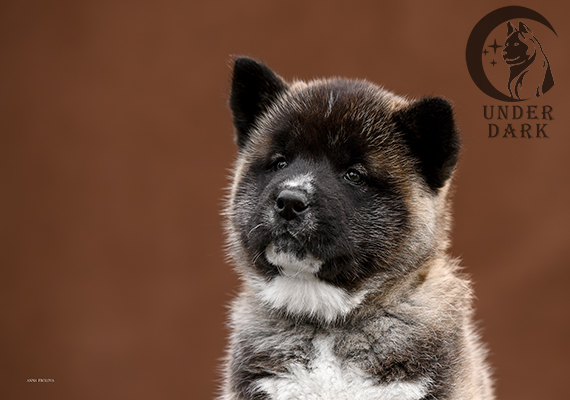 Щенки Американской акиты